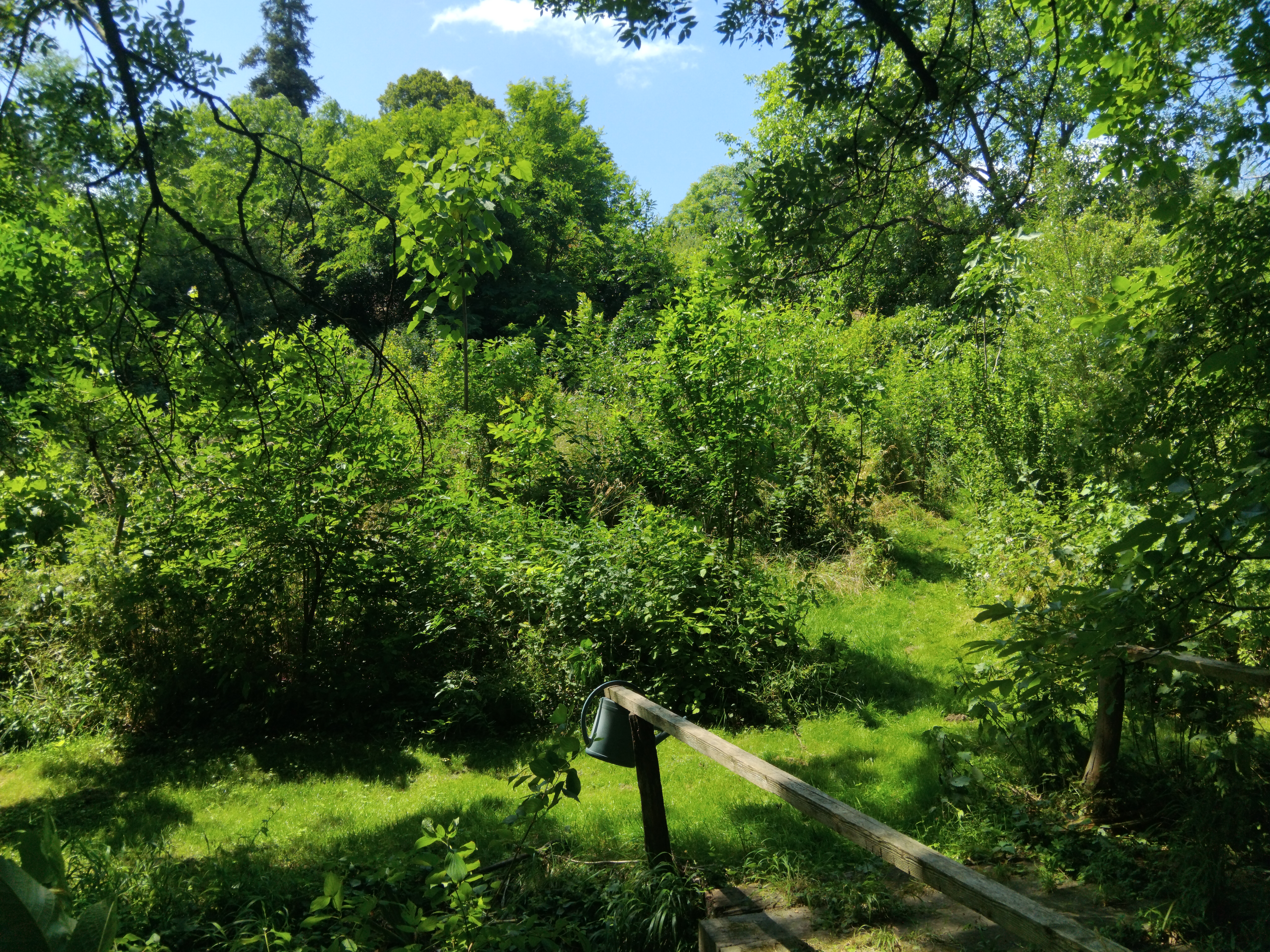 Photo du jardin-forêt